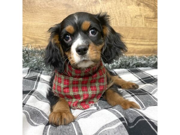 Cavalier King Charles Spaniel DOG Male Black / Tan 9148 Petland Athens, OH