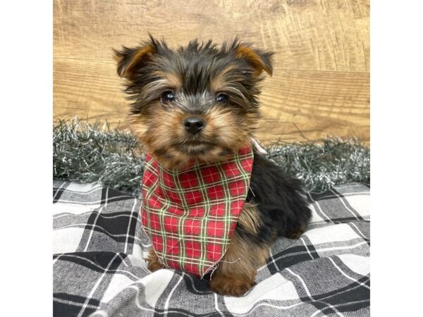 Yorkshire Terrier Dog Male Black / Tan 9147 Petland Athens, OH