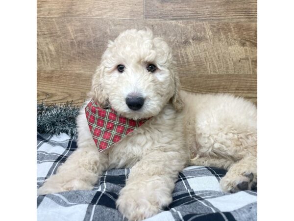 Goldendoodle DOG Male Apricot 9146 Petland Athens, OH