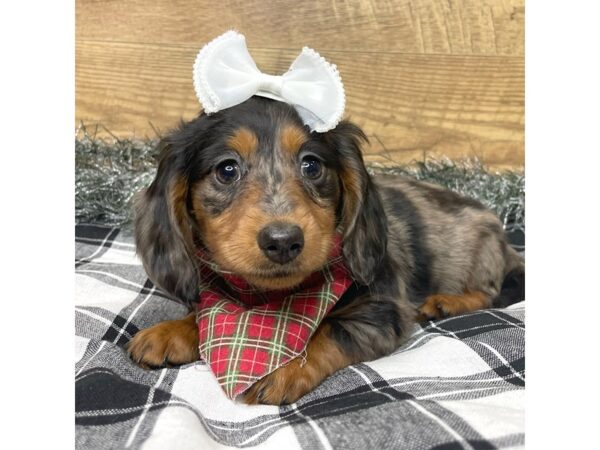 Dachshund DOG Female Black / Tan 9145 Petland Athens, OH