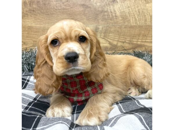 Cocker Spaniel DOG Male Buff 9144 Petland Athens, OH