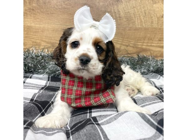 Cocker Spaniel DOG Female Sable 9143 Petland Athens, OH