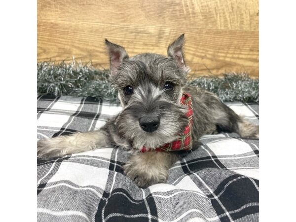 Miniature Schnauzer DOG Female Salt / Pepper 9142 Petland Athens, OH