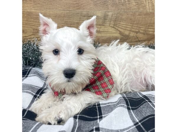 Miniature Schnauzer DOG Male White 9141 Petland Athens, OH