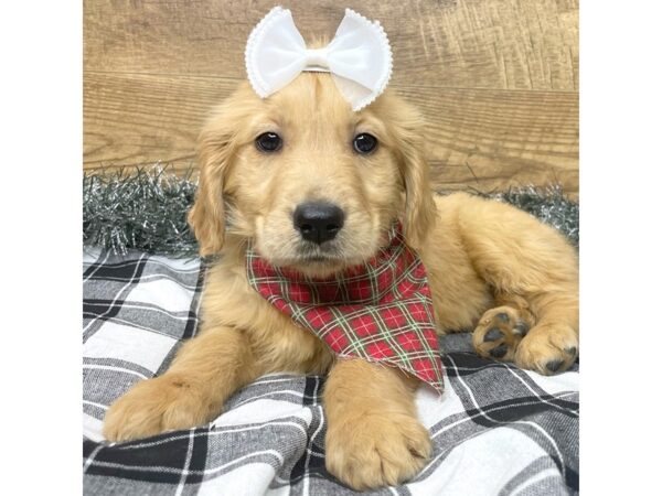 Golden Retriever DOG Female Golden 9140 Petland Athens, OH