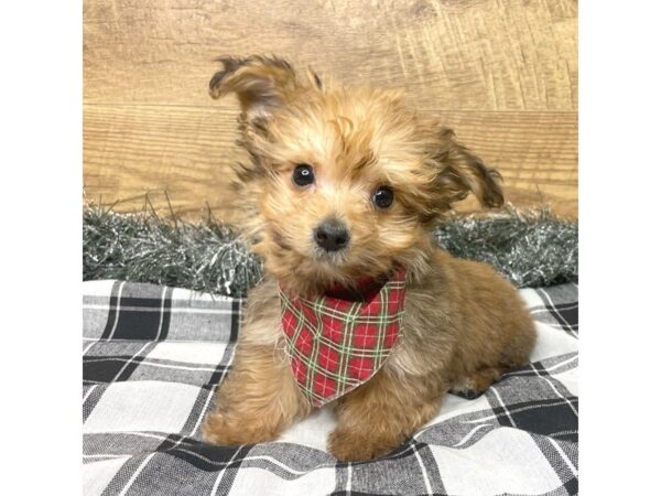 Yorkiepoo-DOG-Male-Gold-9135-Petland Athens, OH