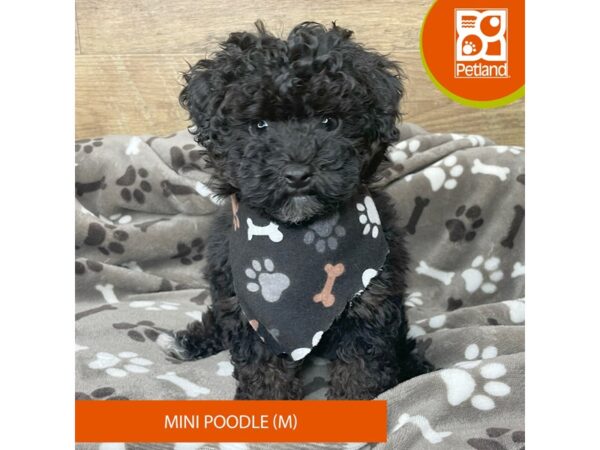 Poodle Mini Dog Male Black / Tan 9151 Petland Athens, OH