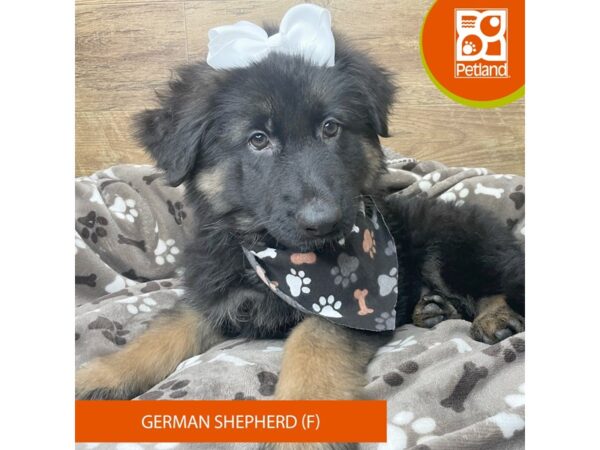 German Shepherd Dog-DOG-Female-Black / Red-9152-Petland Athens, OH