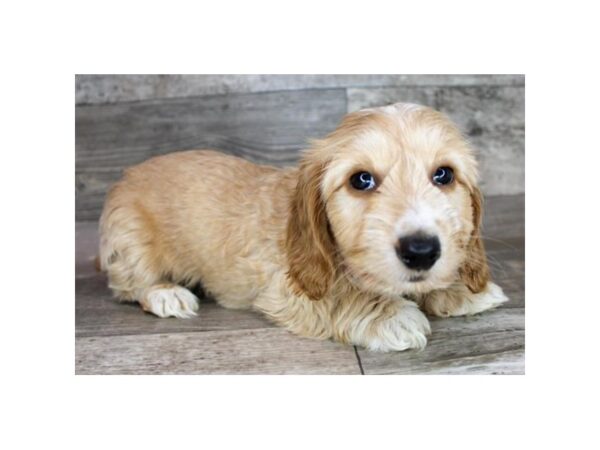 Dachshund-DOG-Male-Fawn-8675311-Petland Athens, OH