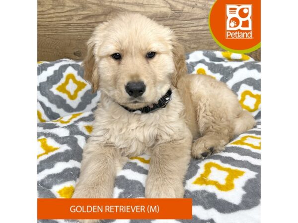 Golden Retriever DOG Male Golden 8675315 Petland Athens, OH