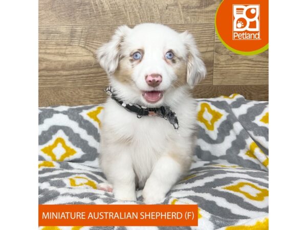Australian Shepherd Dog Female Red Merle 9156 Petland Athens, OH