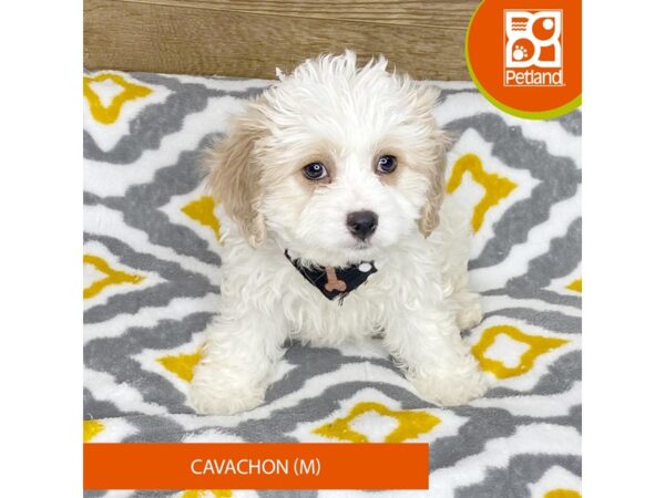 Cavachon-DOG-Male-Apricot-8675318-Petland Athens, OH