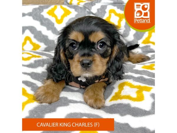 Cavalier King Charles Spaniel-Dog-Female-Black / Tan-9160-Petland Athens, OH