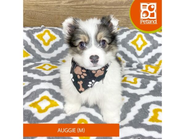 Auggie DOG Male 9203 Petland Athens, OH