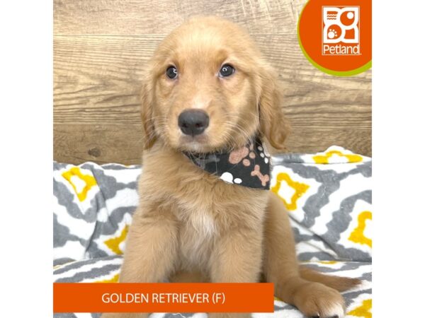 Golden Retriever DOG Female 8675316 Petland Athens, OH