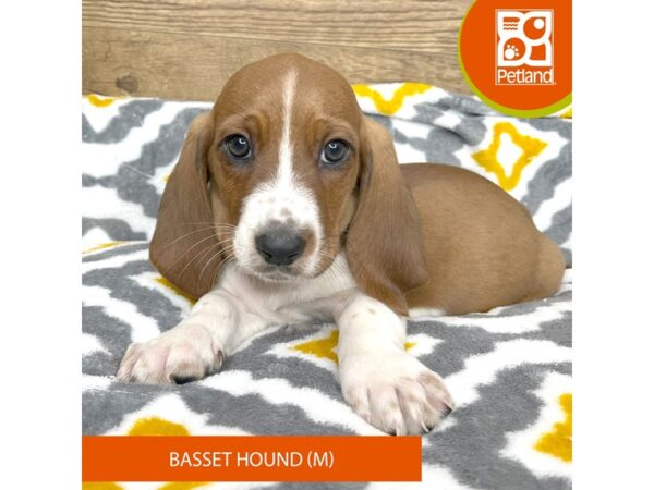 Basset Hound Dog Male Red / White 9153 Petland Athens, OH