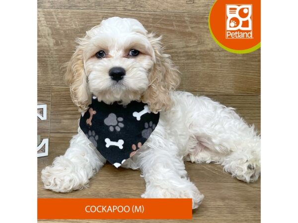 Cockapoo Dog Male White / Buff 9170 Petland Athens, OH