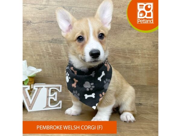 Pembroke Welsh Corgi-DOG-Female-Fawn-9169-Petland Athens, OH