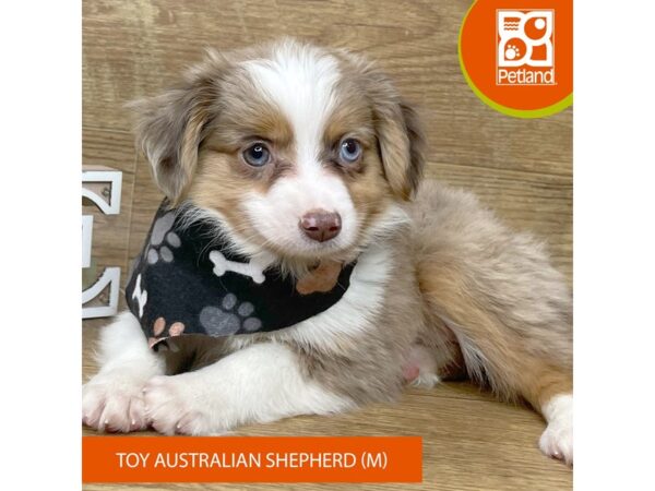 Toy Australian Shepherd-DOG-Male-Red Merle-8675310-Petland Athens, OH