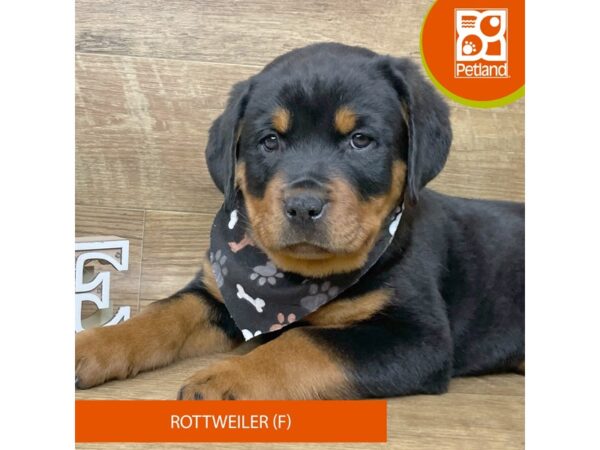 Rottweiler Dog Female Black and tan 9167 Petland Athens, OH