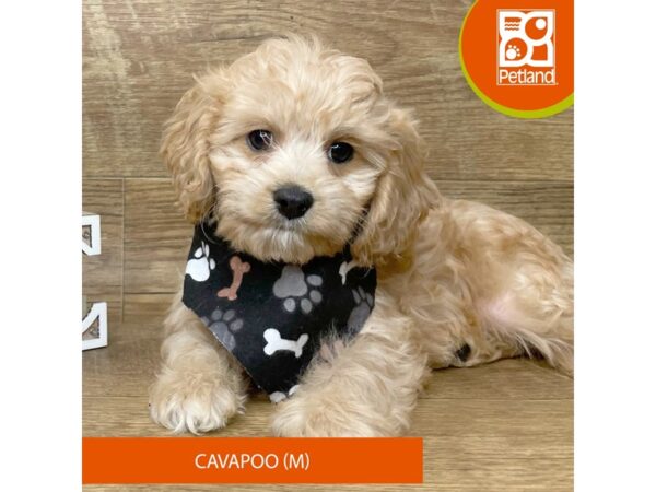 Cavapoo-Dog-Male-Blenheim-9165-Petland Athens, OH