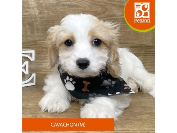 Cavachon-Dog-Male-Blenheim-9164-Petland Athens, OH