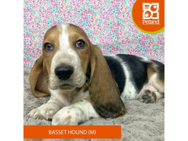 Basset Hound-DOG-Male-Black Tan / White-9172-Petland Athens, OH