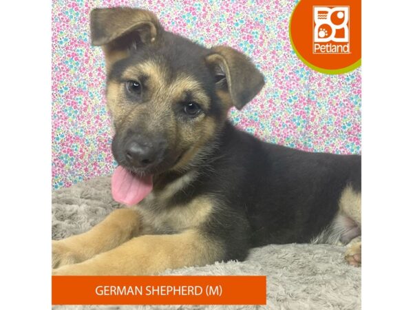 German Shepherd Dog DOG Male Black / Tan 9175 Petland Athens, OH