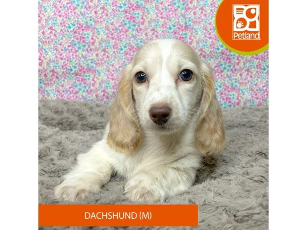 Dachshund-Dog-Male-Cream / White-9178-Petland Athens, OH