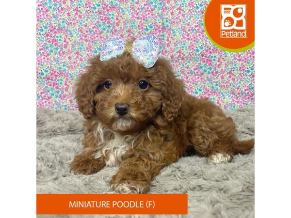 Miniature Poodle Dog Female Red and white 9183 Petland Athens, OH