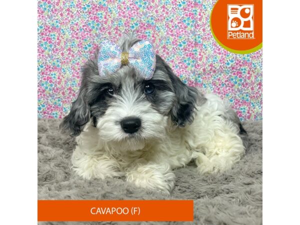 Cavapoo DOG Female Blue merle and white 9182 Petland Athens, OH