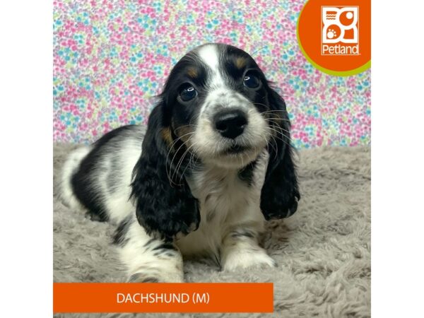 Dachshund Dog Male White Black / Tan 9179 Petland Athens, OH