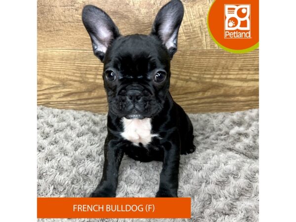 French Bulldog Dog Female Black 9193 Petland Athens, OH