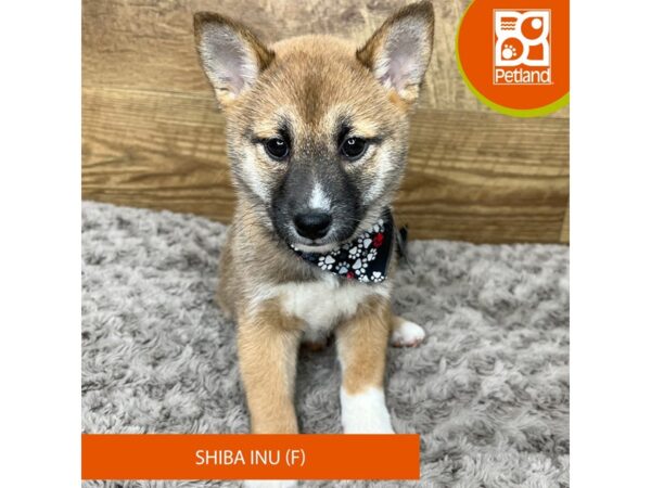 Shiba Inu Dog Female Red 9199 Petland Athens, OH