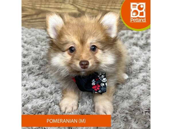 Pomeranian Dog Male Red Sable 9198 Petland Athens, OH