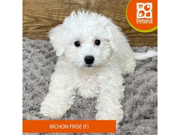 Bichon Frise DOG Female White 9185 Petland Athens, OH