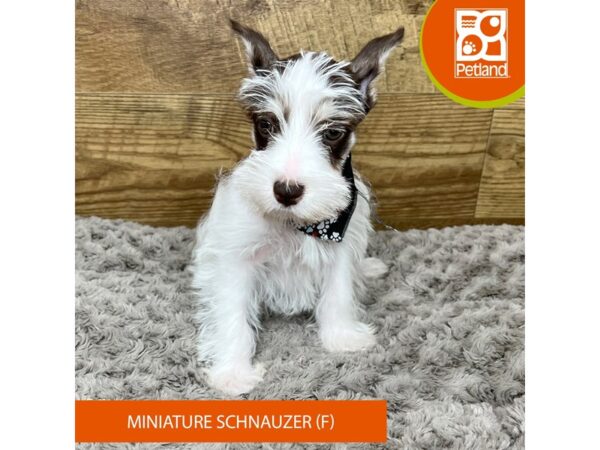 Miniature Schnauzer Dog Female Liver 9197 Petland Athens, OH