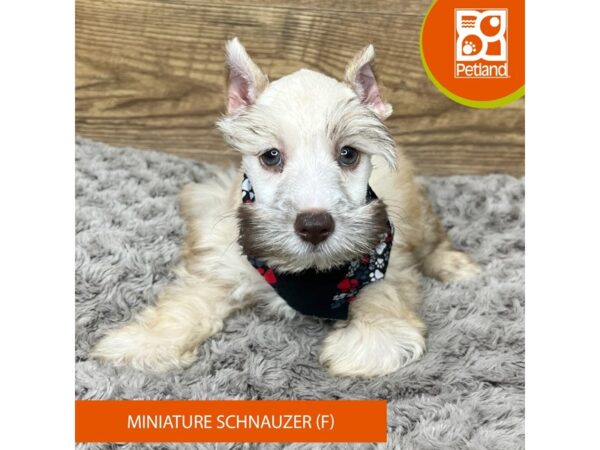 Miniature Schnauzer Dog Female Chocolate Dilute 9194 Petland Athens, OH