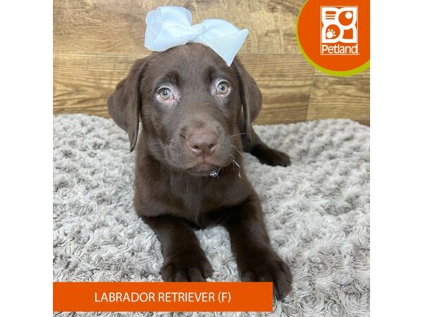 Labrador Retriever Dog Female Chocolate 9188 Petland Athens, OH