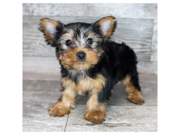Yorkshire Terrier-Dog-Male-Black / Tan-9207-Petland Athens, OH