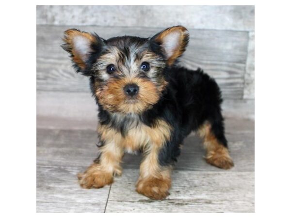 Yorkshire Terrier Dog Male Black / Tan 9207 Petland Athens, OH