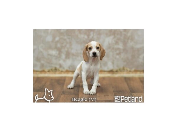 Beagle-DOG-Male--6728-Petland Athens, OH