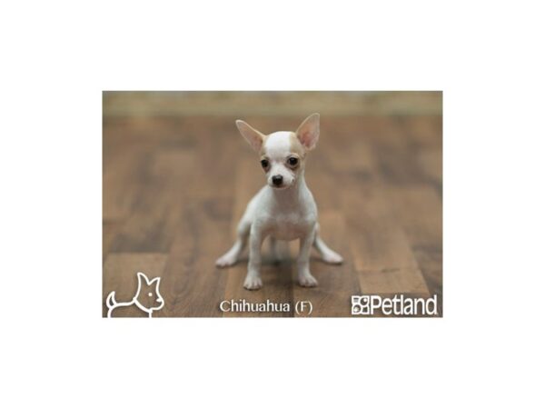 Chihuahua DOG Female FN:SPTD ON WH 6737 Petland Athens, OH