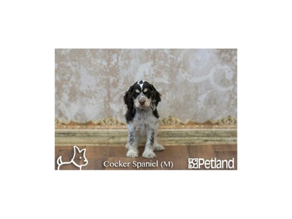 Cocker Spaniel DOG Male BR WH & TN 6746 Petland Athens, OH