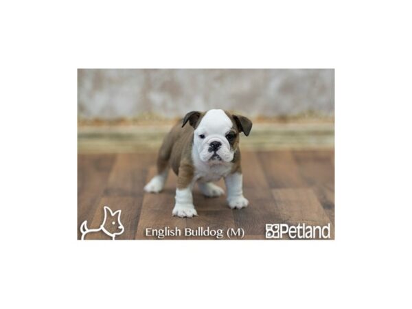 English Bulldog DOG Male RD:WH MKGS 6745 Petland Athens, OH