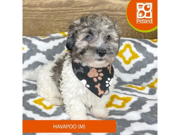 Havapoo-DOG-Male-Blue Merle / White-8675314-Petland Athens, OH