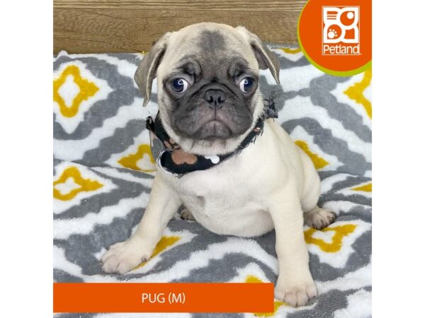 Pug DOG Male Fawn 8675312 Petland Athens, OH