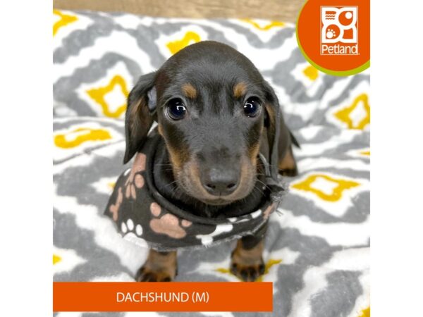 Dachshund-DOG-Male-Black / Tan-8675319-Petland Athens, OH