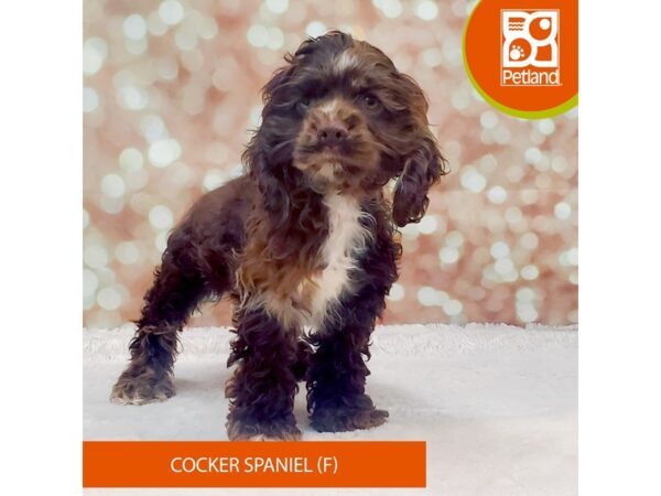 Cocker Spaniel Dog Female Brown / Tan 9237 Petland Athens, OH