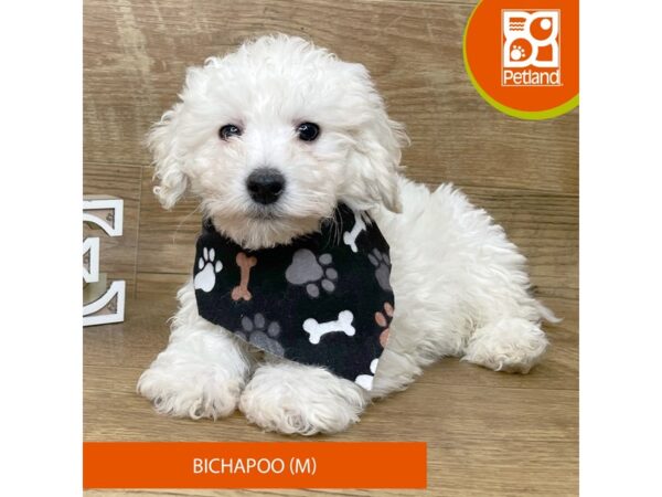 Bichapoo Dog Male White 9166 Petland Athens, OH